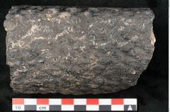 Foto (Detailansicht) von Knorria imbricata Sternbg. (NHMW-GEO-2024-0188-11042)